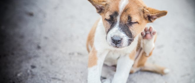 dog skin condition treatment