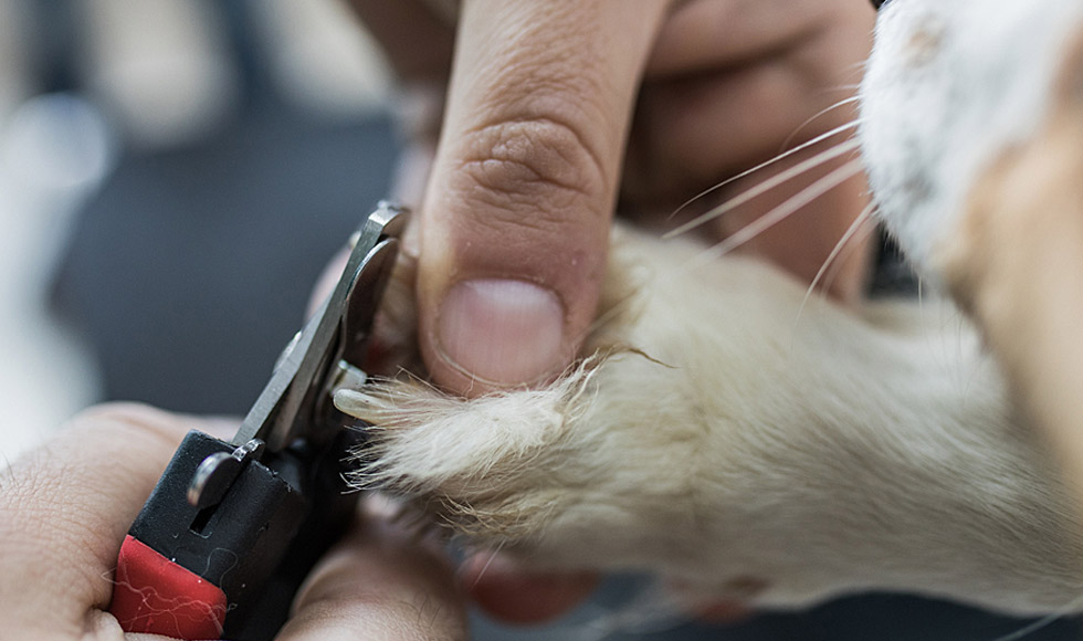 A complete guide to cutting dogs' nails - Blackmores