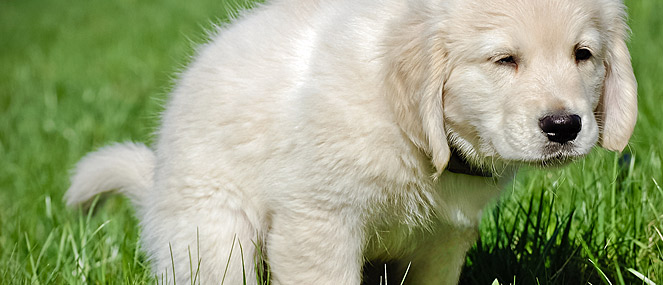 how to cure puppy constipation
