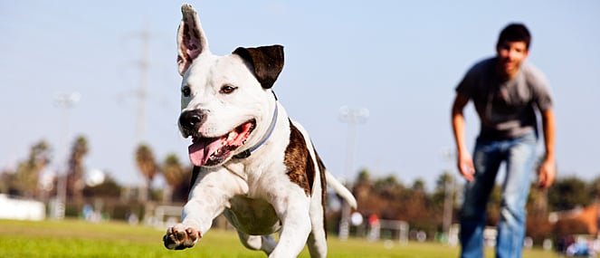 How fish oil keeps your dog healthy - PAW by Blackmores