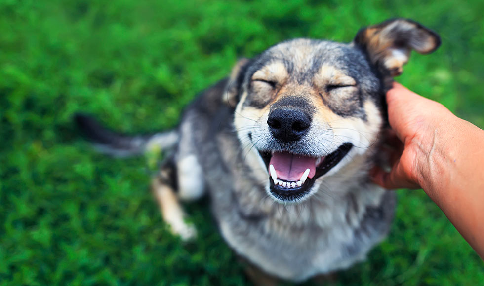 breast milk for dogs skin