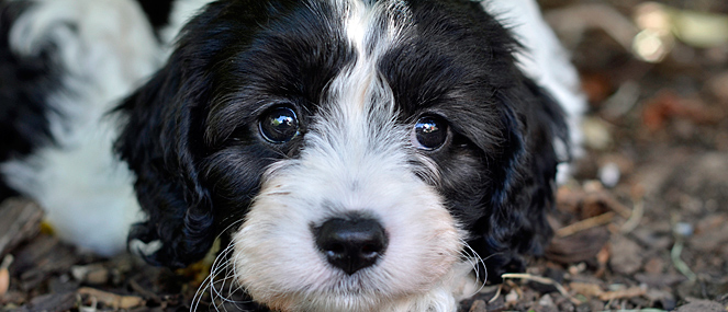 short haired cavoodle