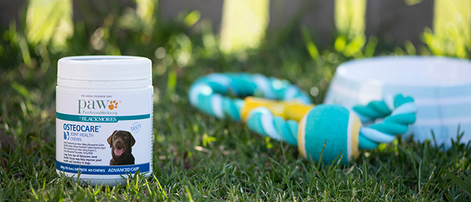 healthy chew treats for dogs