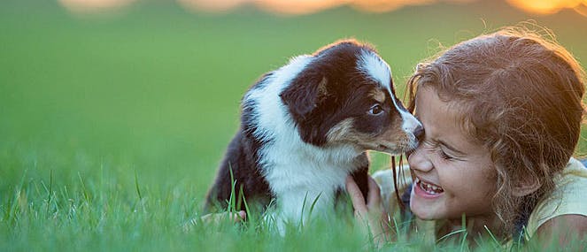 Australian shepherd puppy kissing a child | PAW by Blackmores