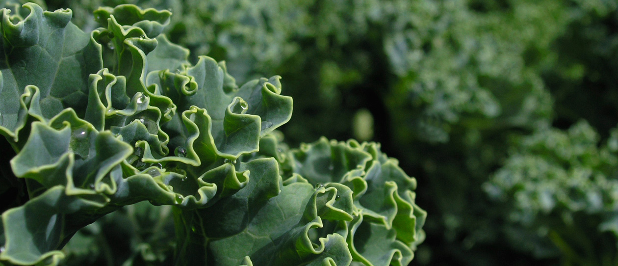 3 ways to eat kale
