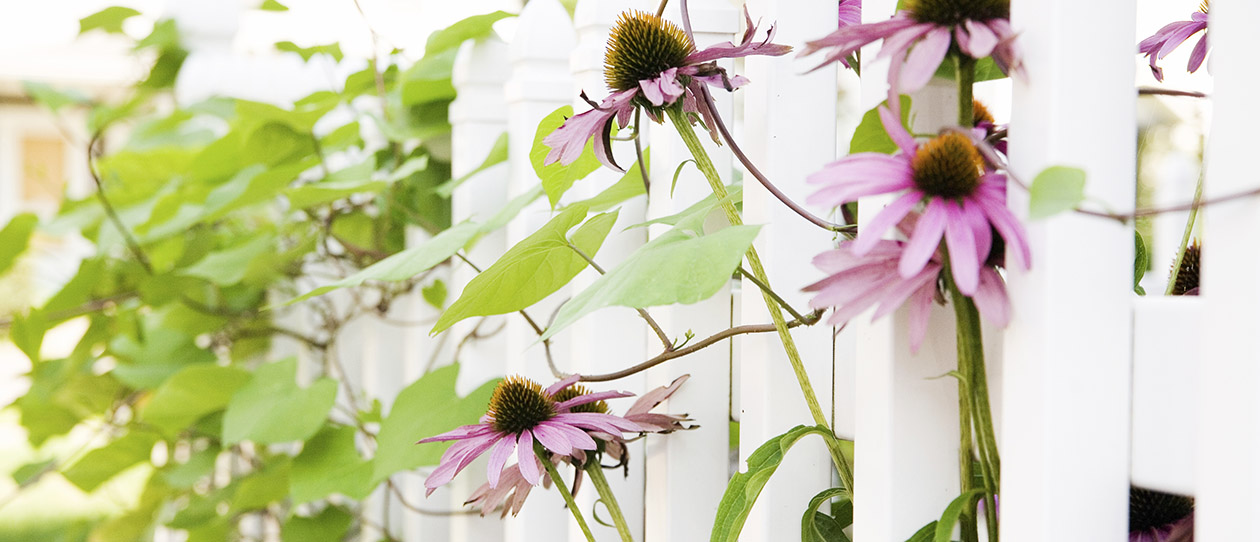 Echinacea found to halve the incidence of colds