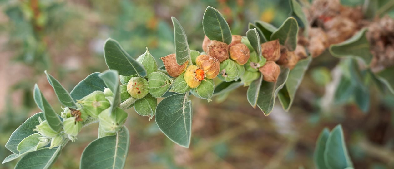 Ashwagandha plant