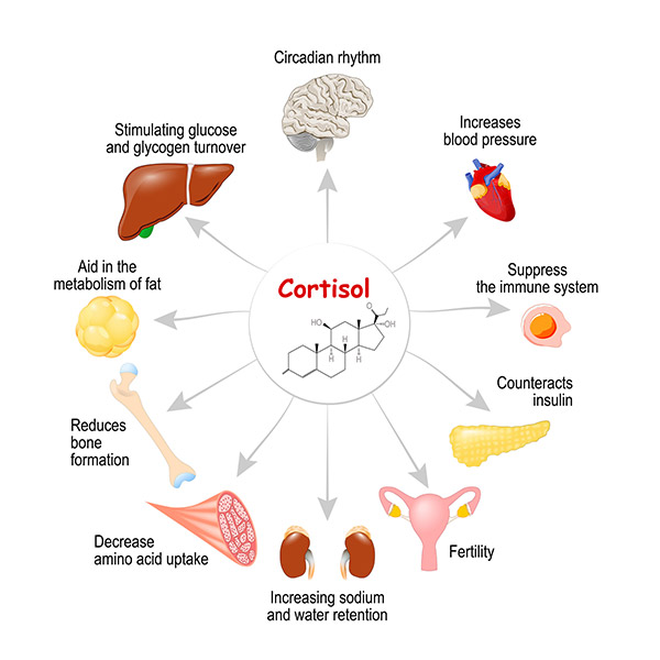 Illustration montrant le rôle du cortisol dans le corps.  C'est une hormone libérée en réponse au stress et à une faible concentration de glucose dans le sang.