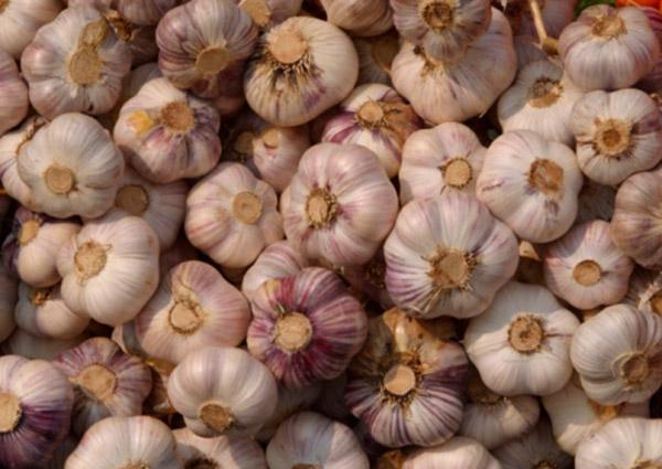 garlic600x425