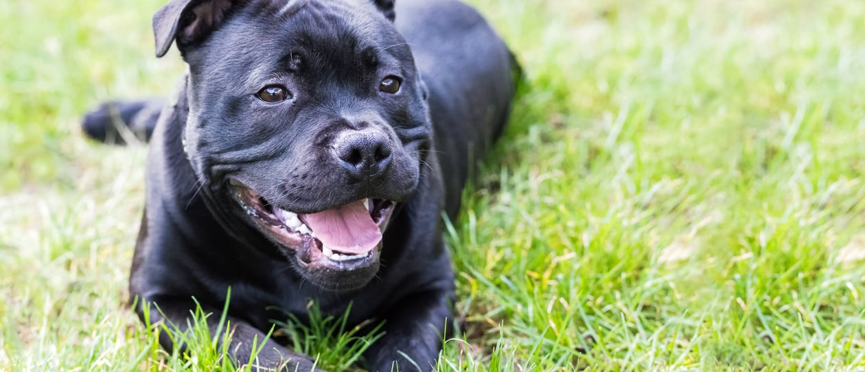 8 week old blue staffy