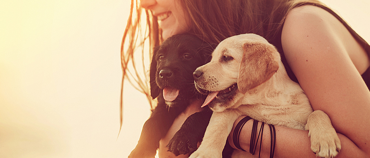 Can Probiotics Help Dog Ear Infections Can Probiotics Help Dog Ear Infections