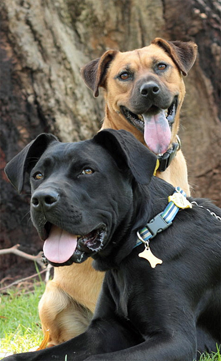 charlie-dakota-sibling-rescue-puppies-450px