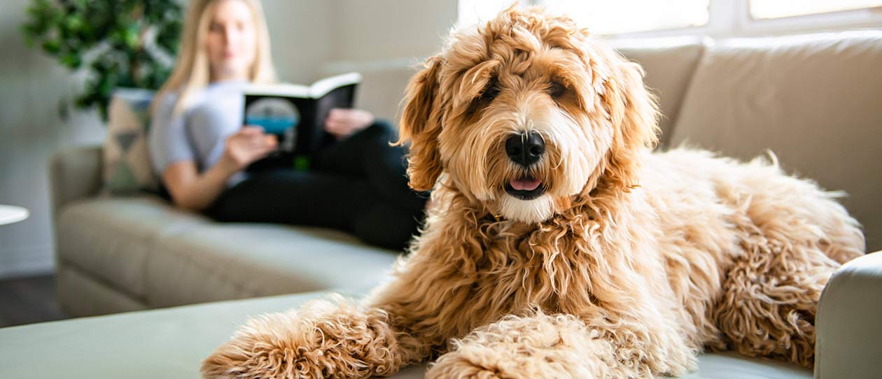 Golden labradoodle sitting on the couch with it's owner, a young woman, sitting in the background reading a book