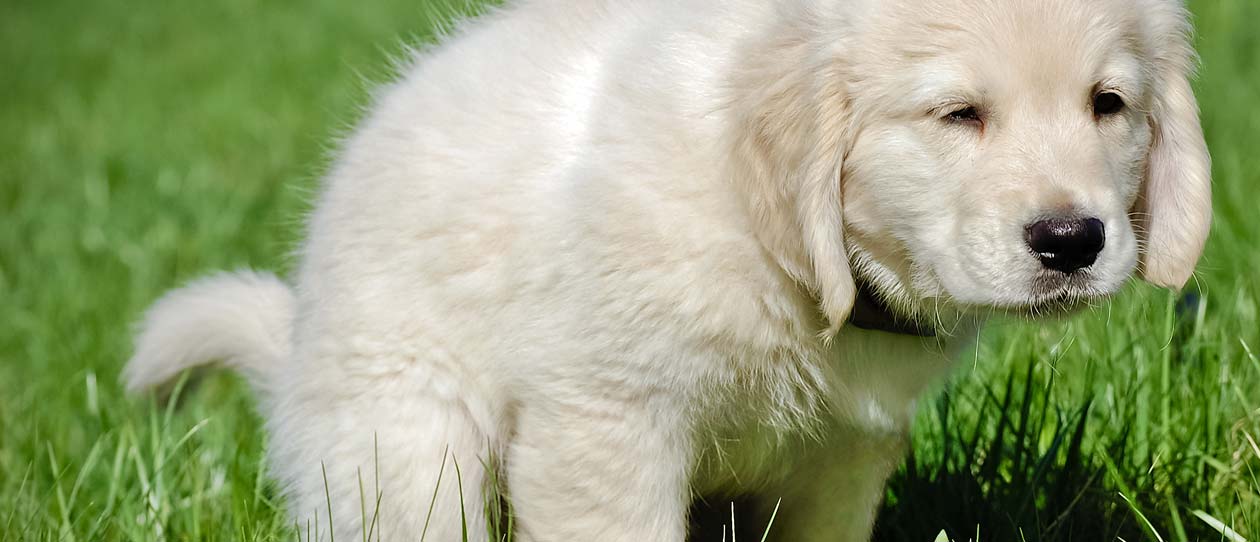 psyllium dog constipation