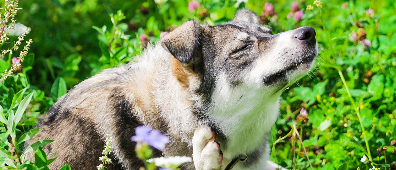 Dog Rash Causes Symptoms And Cures Paw By Blackmores
