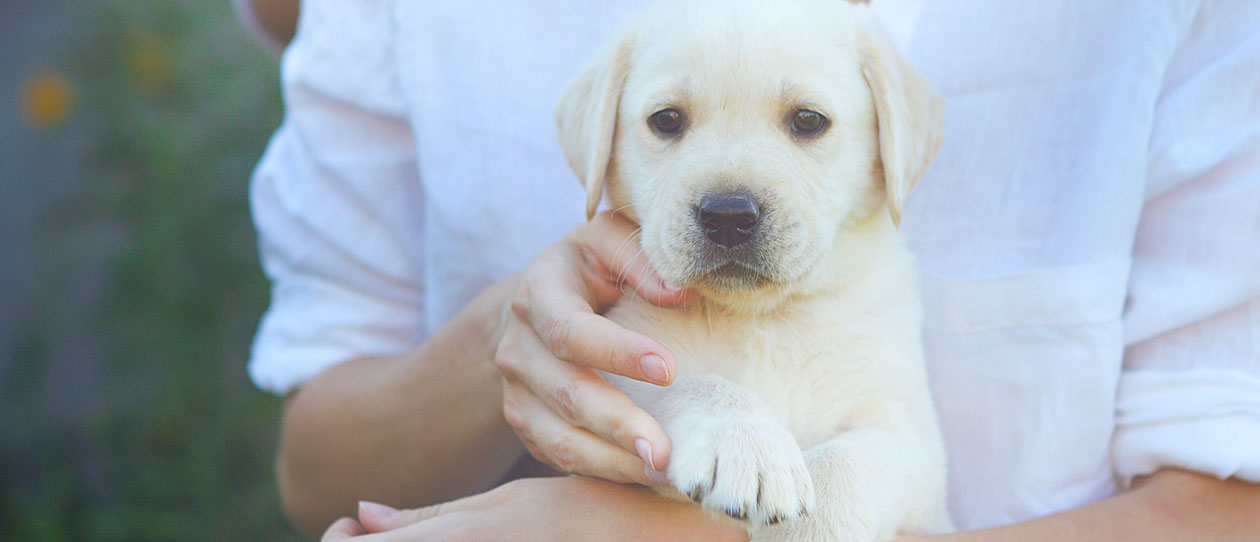 what helps a constipated puppy