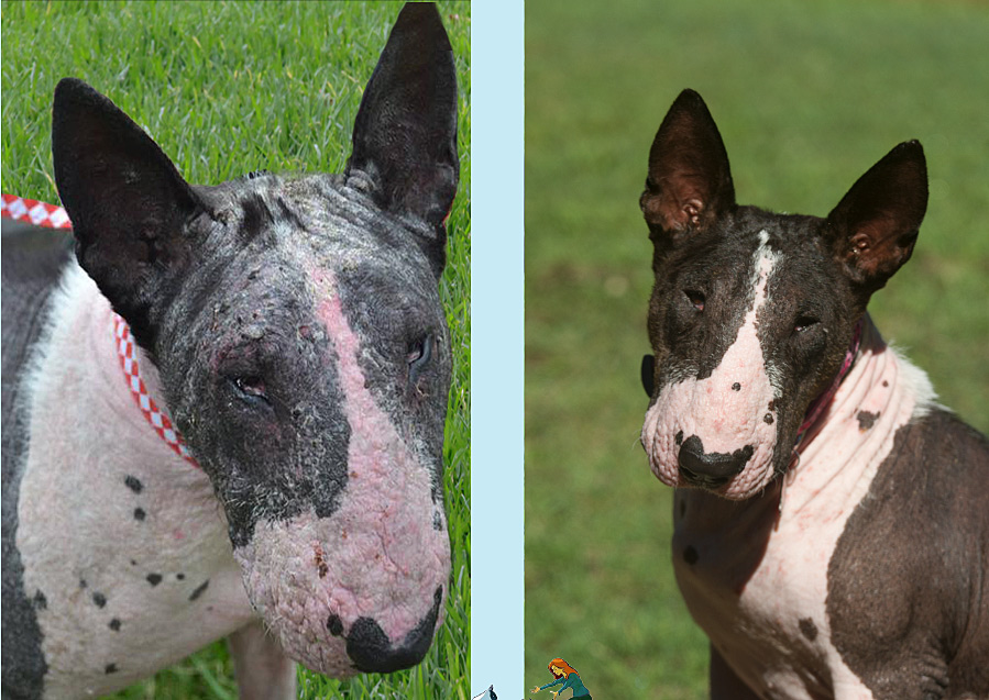 phoenix-bull-terrier-rescue-before-and-after