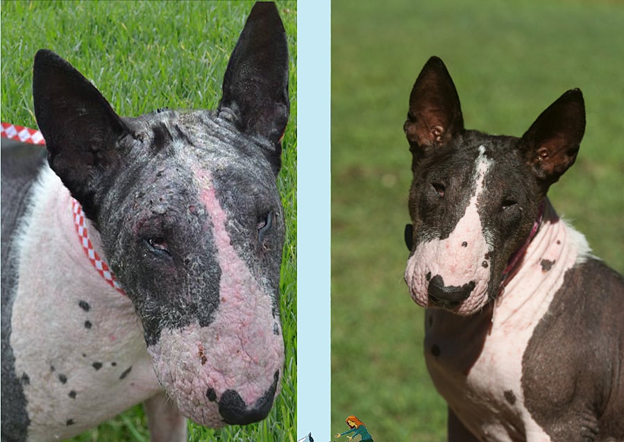 vic bull terrier rescue