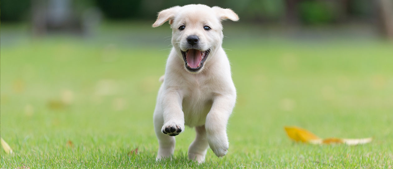 preparing-you-and-your-home-for-a-puppy1260x542