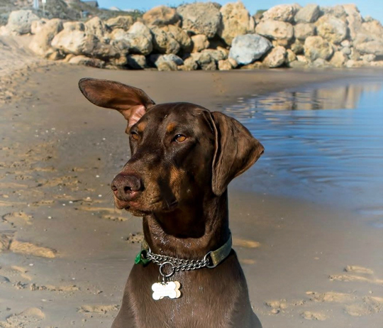 Rescue-of-the-month-july-Irish-the-doberman-540px