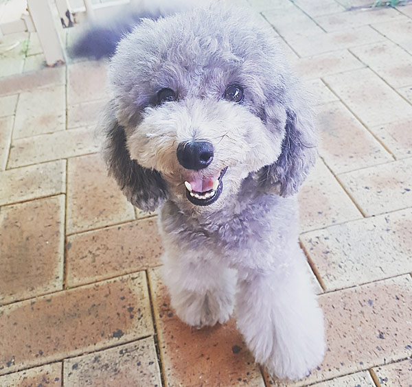 river-rescue-toy-poodle-600px
