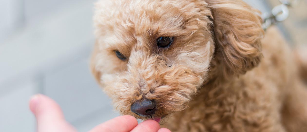 pet rescue poodle