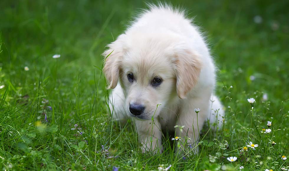 how to help a constipated puppy poop
