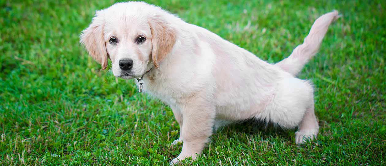 your-guide-to-puppy-toilet-training-main