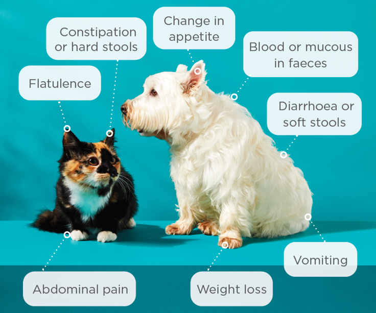 breaking-down-the-gut-microbiome