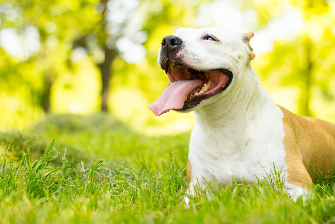 The 10 best dog breeds for running PAW by Blackmores