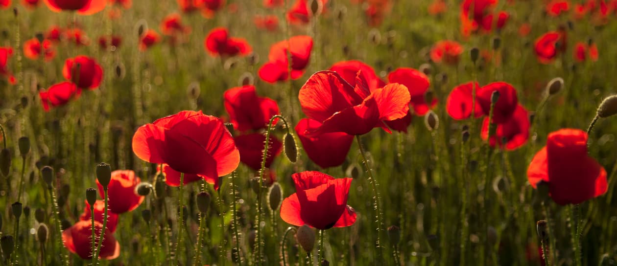 Poppies
