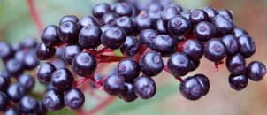 Elderberry for overseas travel sm