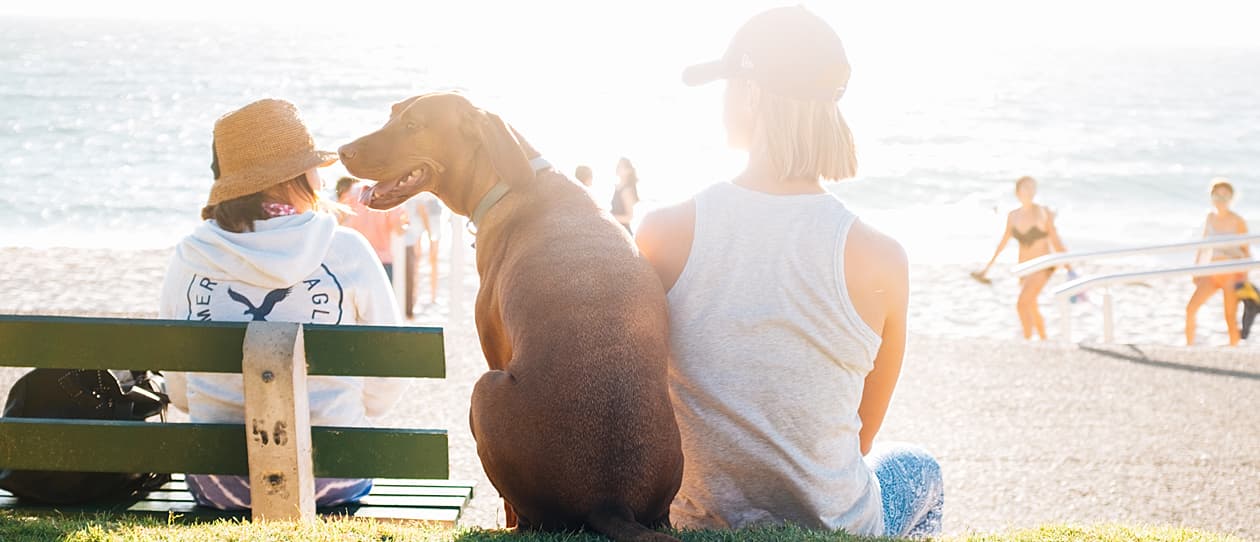 wellness-for-vet-nurses-action-plan-main