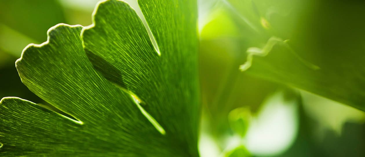 A closer look at ginkgo biloba 