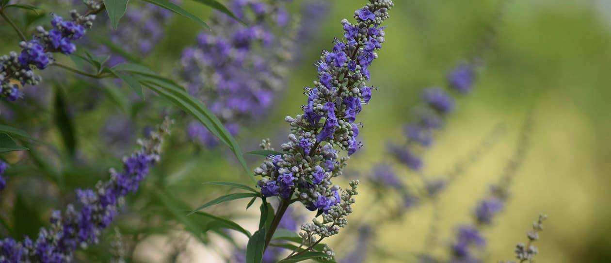 Chaste tree menstrual miracle worker 