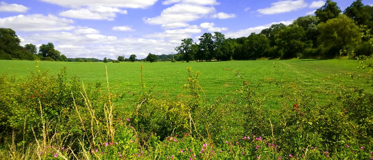 Green space and green exercise 