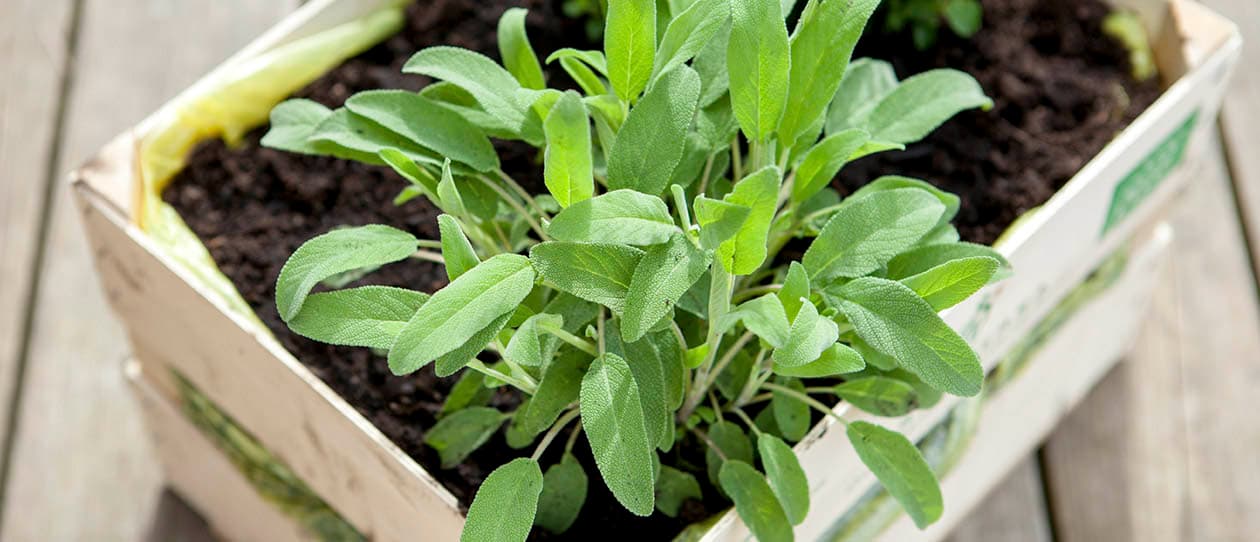 Herb box 
