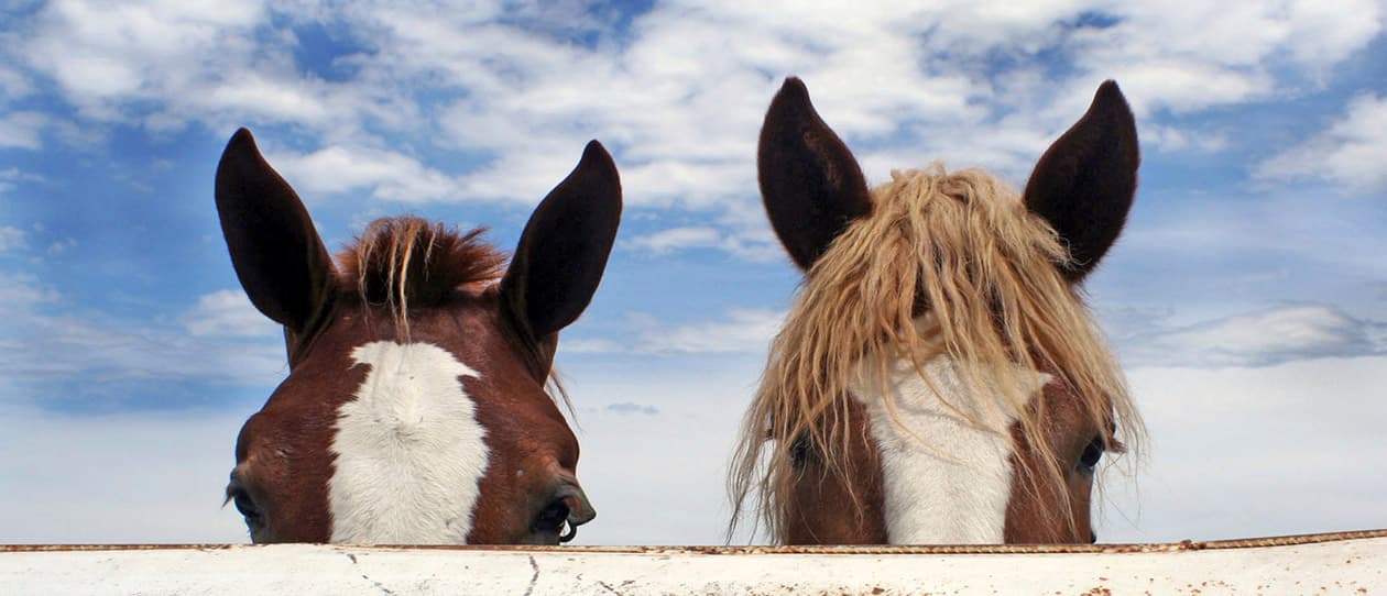 Horses helping humans to be calm and assertive 