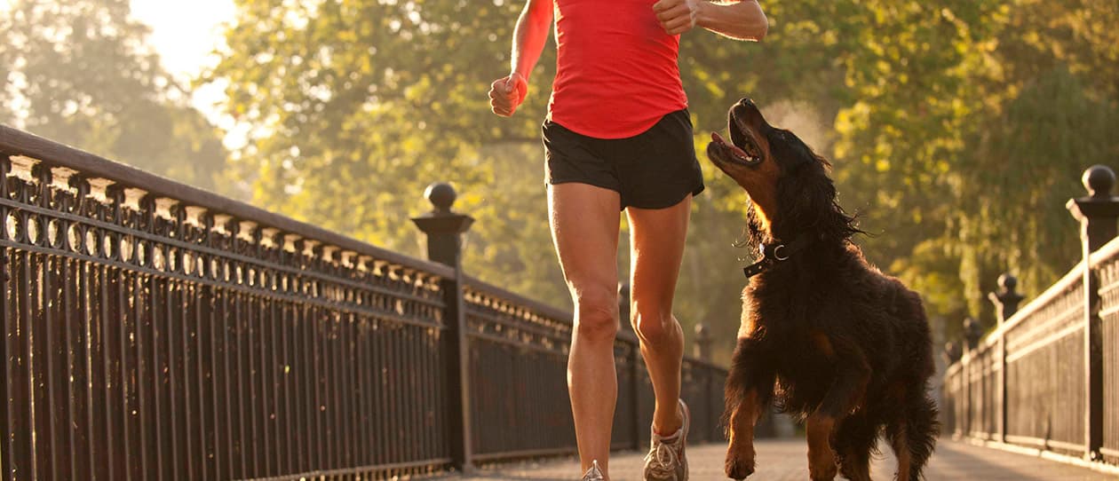 Mans best friend is a weight loss wonder pet 1260x542