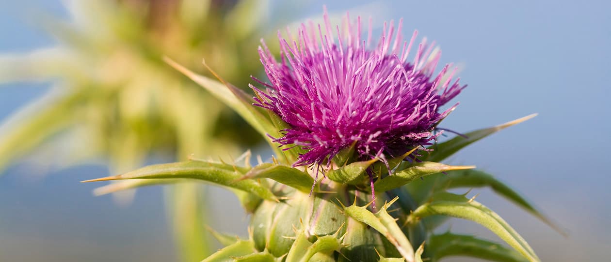 Milk thistle natures liver protector 1260x542