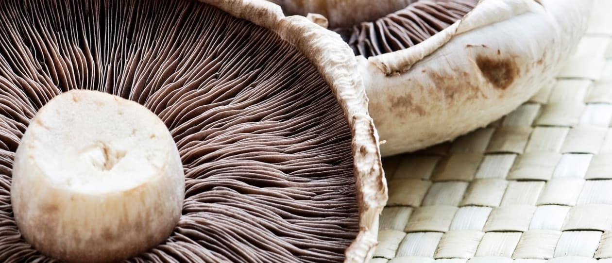mushroomsandslasaverderecipemain