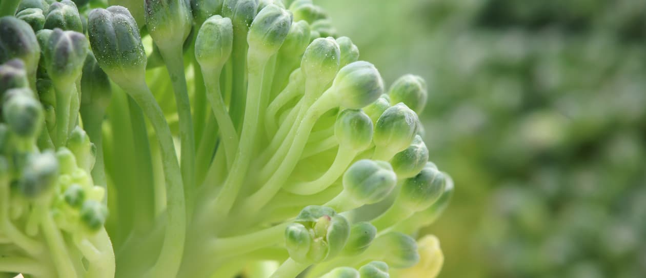 Orecchietewithbroccolinirecipemain