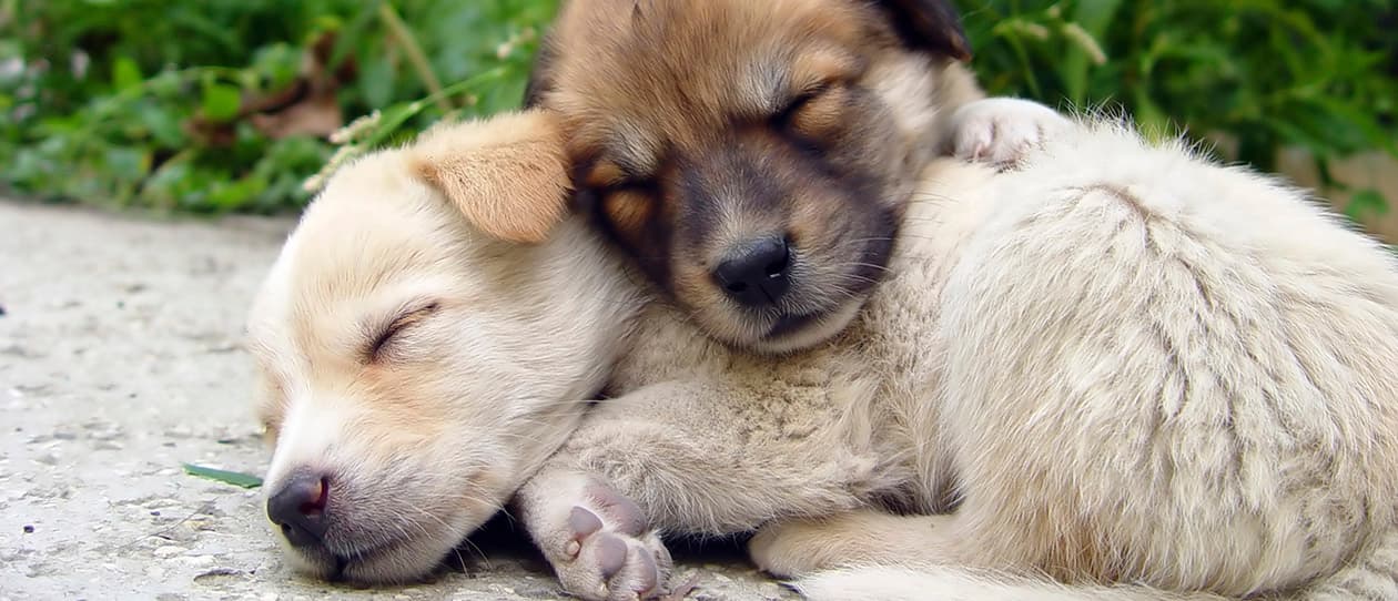 Pets as therapy 1260x542