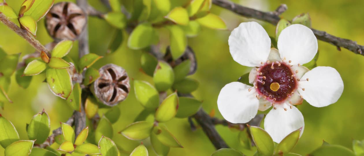 Preserving bush medicine