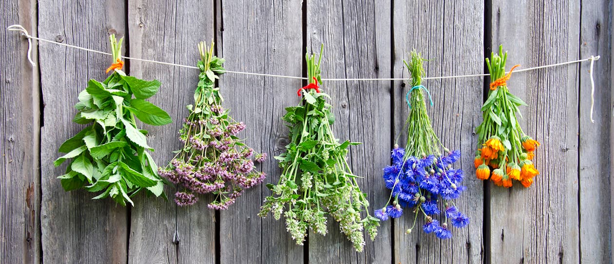 Simple tips to grow your own herbs for digestion 1260x542