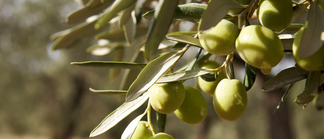 Thebenefitsofoliveleaf1260x542