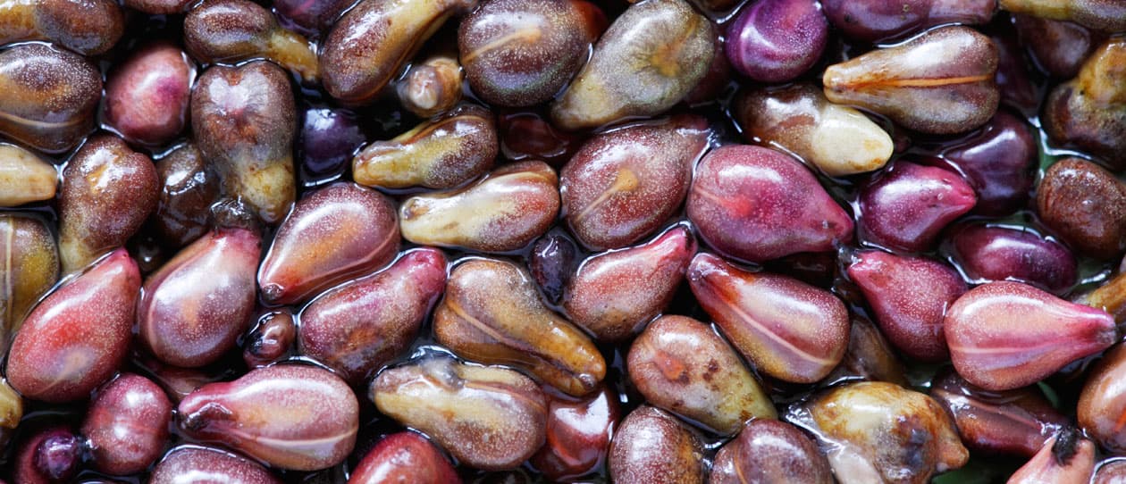 thepowerofgrapeseedmain