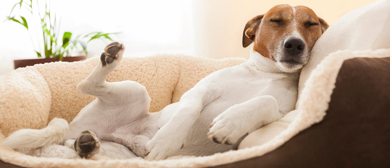 What will stop my migraine 1260x542