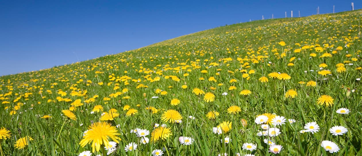 Why Study Naturopathy 1260x542