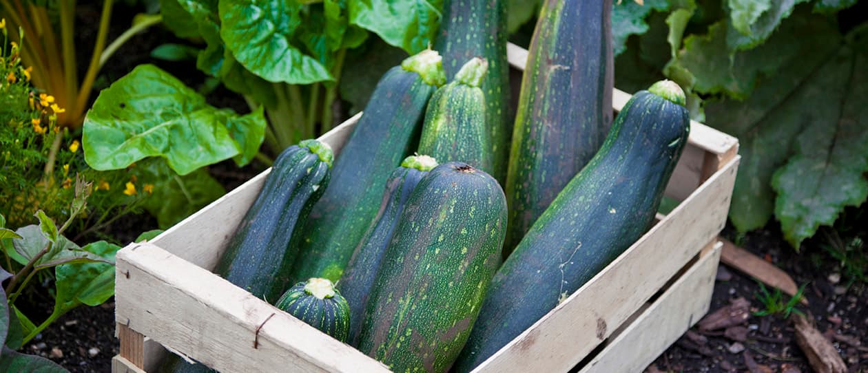 Why you should be verging on vegetarian